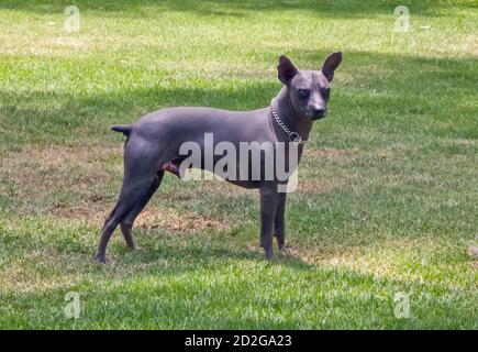 Xoloitzcuintle oder Xoloitzcuintli oder haarloser mexikanischer Hund Stockfoto