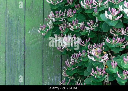 Perfoliate Honeysuckle (Lonicera caprifolium) blühender Holzstielkletterer durch Holzwand Stockfoto