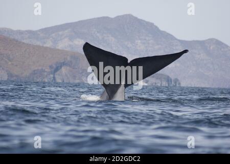 Blauwal: Balaenoptera musculus, die größte Kreatur, die jemals auf dem Planeten Erde existiert, mit einer Höhe von 30 m und einem Gewicht von 190 Tonnen. Stockfoto