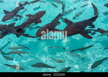 Ammenhaie in Compass Cay (Great Exuma, Bahamas). Stockfoto