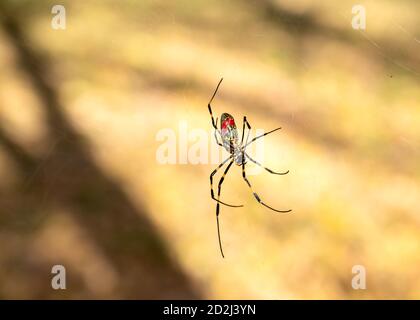 Nahaufnahme einer japanischen Joro-Spinne, die sich durch sein Netz bewegt. Flaches DOF-Bild, aufgenommen in Asien. Stockfoto