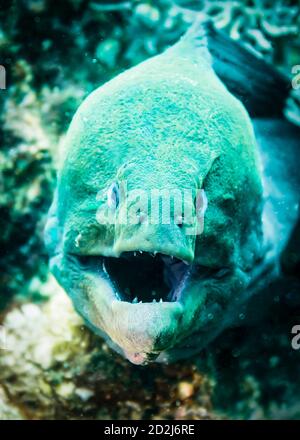 Nahaufnahme von Moray Eel im Indischen Ozean Stockfoto