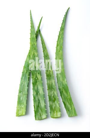 Schneiden Sie Aloe Vera auf einem weißen Hintergrund platziert Stockfoto