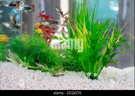 Guppys schwimmen in einer Fischschale mit sauberen weißen Steinchen und künstlichen Wasserpflanzen. Stockfoto