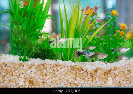 Guppys schwimmen in einer Fischschale mit schmutzigen weißen Steinchen und künstlichen Wasserpflanzen. Stockfoto