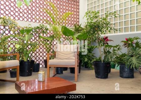 Solar. Indoor-Garten mit einer Vielzahl von Pflanzen und weißen Stoffstühlen mit Holzoberflächen. Innenarchitektur Stockfoto