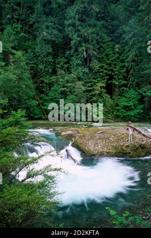 Salmon Creek Falls, Willamette National Forest, Oregon Stockfoto