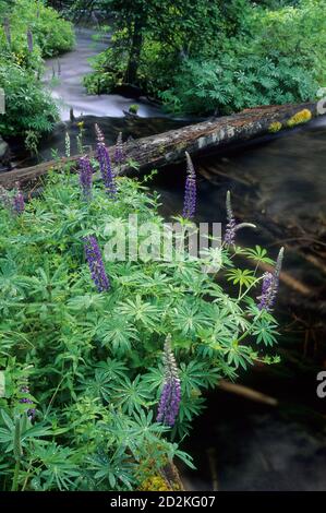 Jack Creek, Deschutes National Forest, Oregon Stockfoto