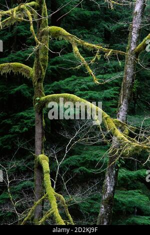 Bigleaf Ahorn und Roterle im alten Wald entlang North Fork Smith River Trail, Kentucky Falls Special Interest Area, Siuslaw National Forest, Orego Stockfoto