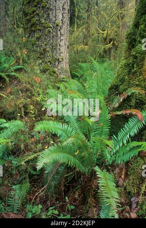 Urwald entlang North Fork Smith River Trail, Kentucky fällt Special Interest Bereich, Siuslaw National Forest, Oregon Stockfoto