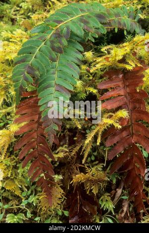 Farne & Moos entlang des North Umpqua Trail in der Dread & Terror Sektion, Umpqua National Forest, Oregon Stockfoto