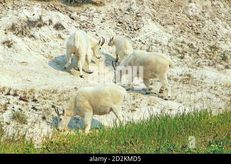 Mountain White Goats - die Familie, die Gras auf der Roky Oberfläche beim Icefield Parkway in Rocky Mountains, ab isst Stockfoto