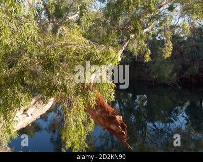 River Red Gum (Eucalyptus camaldulensis) oberhalb von Crossing Pool, Fortescue River, Millstream Chichester National Park, Western Australia Stockfoto