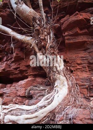 Twisted Rock Fig Tree Roots, Weano Gorge, Karijini National Park, Western Australia Stockfoto