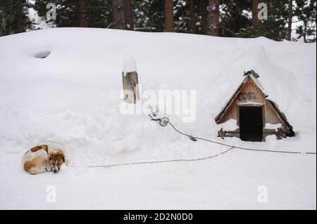 Gefrorener großer Wachhund auf Schnee im Winter bei Hund Haus im Naturpark Stockfoto