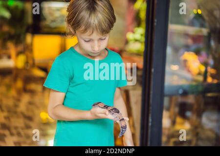 Gecko in den Händen eines Jungen Stockfoto