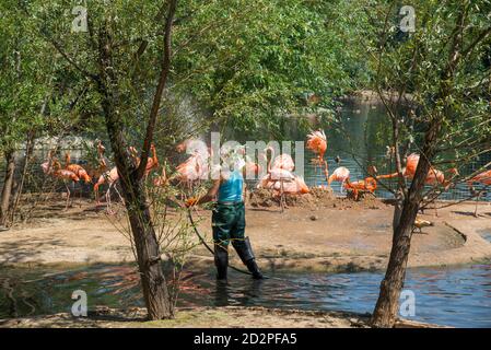 MOSKAU, RUSSLAND - 26. JUNI 2016: Rosa Flamingo aus dem Moskauer Zoo Stockfoto