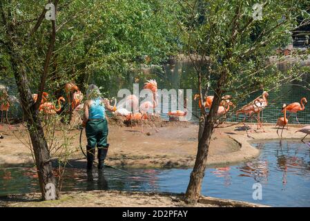 MOSKAU, RUSSLAND - 26. JUNI 2016: Rosa Flamingo aus dem Moskauer Zoo Stockfoto