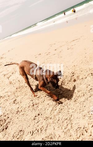 Glückliche Hunde am Strand Stockfoto
