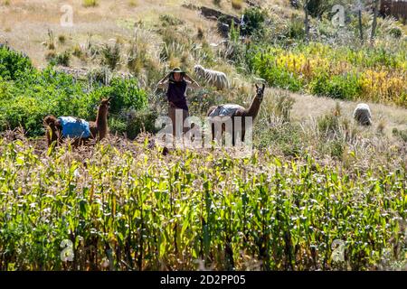 Eine ausländische Dame steht mit zwei Lamas beladen mit Säcken zwischen einem Maisfeld auf der Mondinsel am Titicacasee in Bolivien. Stockfoto