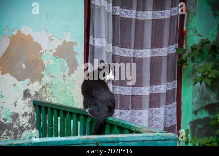 Katze auf einem Zaun in der Straße in Odessa, Ukraine Stockfoto