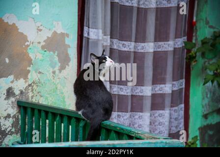 Katze auf einem Zaun in der Straße in Odessa, Ukraine Stockfoto