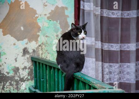 Katze auf einem Zaun in der Straße in Odessa, Ukraine Stockfoto