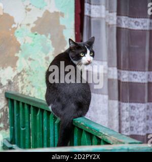 Katze auf einem Zaun in der Straße in Odessa, Ukraine Stockfoto