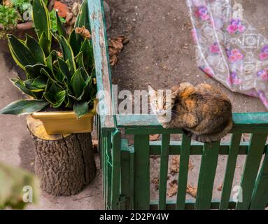 Katze auf einem Zaun in der Straße in Odessa, Ukraine Stockfoto