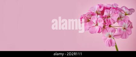 Blütenstand von rosa Geranienblüten close-up auf einem rosa Hintergrund. Horizontales Format. Banner Stockfoto