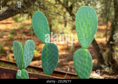 Chumbera, Es Ravellar, Campos, Mallorca, balearen, Spanien Stockfoto