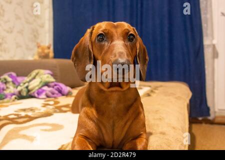 Roter Dackel liegt auf dem Bett und blickt mit smarten Augen auf die Kamera. Concept Dog ist ein Freund des Mannes, Heimtier. Selektiver Fokus. Stockfoto