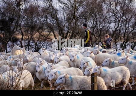 rebaño de ovejas, Skinidin, Loch Erghallan, isla de Skye, Highlands, Escocia, Reino Unido Stockfoto