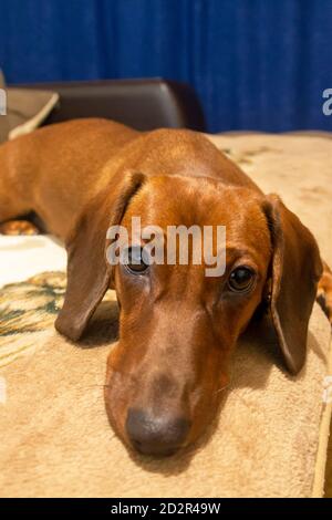 Langer roter Dackel liegt auf dem Bett. Traurige Augen blicken in die Kamera. Hund ist ohne Besitzer gelangweilt. Selektiver Fokus. Stockfoto