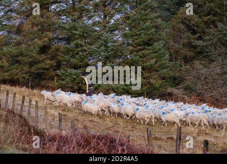 rebaño de ovejas, Skinidin, Loch Erghallan, isla de Skye, Highlands, Escocia, Reino Unido Stockfoto