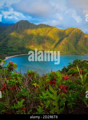 Engere Aufnahme der Blumen mit dem Berg in der Hintergrund Stockfoto