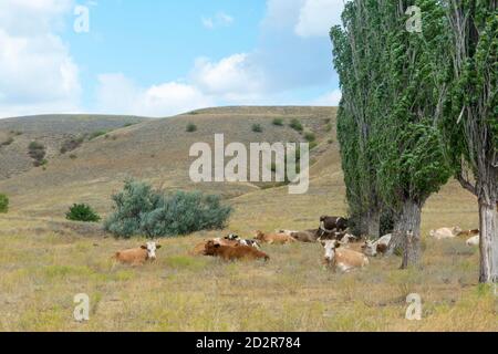 Herde oder Gruppe von Kühen, die unter einem Baum auf einem Feld ruhen. Blauer Himmel, Sommertag, selektiver Fokus. Stockfoto