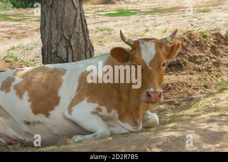 Stier liegt auf dem Boden unter Baum. Porträt der Kuh Nahaufnahme selektiver Fokus. Stockfoto