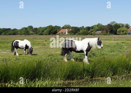 Weidelandschaft. Gypsy Vanners Pferde grasen auf der Wiese im Mai in den Niederlanden. In der Nähe des Dorfes Bergen und den Dünen Stockfoto