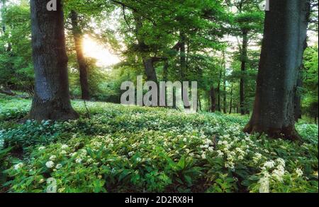 Federwald. Frische grüne Wälder im Wald. Blühender Bärlauch. Stockfoto