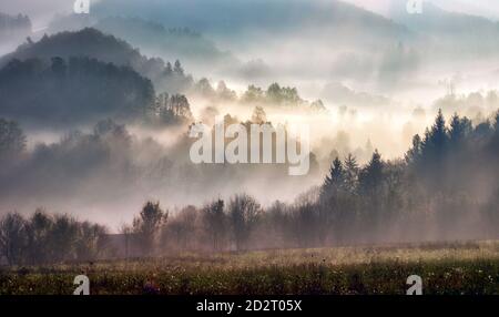 Nebligen Buchenwald am Berghang in einem Naturschutzgebiet. Stockfoto