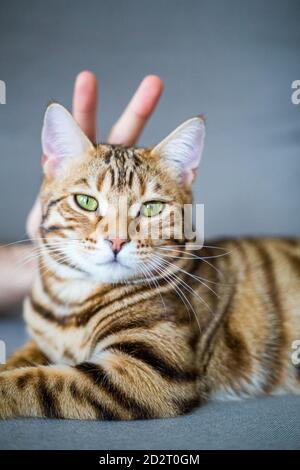Vertikale Aufnahme einer domestizierten Bengalkatze mit den Fingern der Besitzer Am Hinterkopf Stockfoto