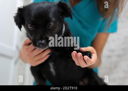 Fröhliche junge Tierärztin mit niedlichen schwarzen Welpen Blick auf Kamera-freundlich während der Arbeit in der Klinik Stockfoto