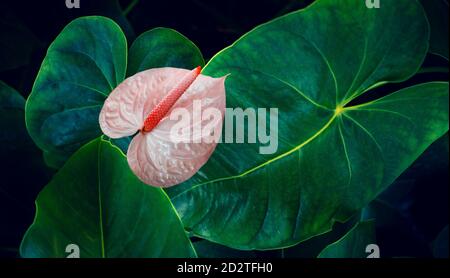Anthurium im natürlichen Hintergrund hat eine üppige grüne Farbe. Tropische Blätter bunte Blume auf dunklen tropischen Laub Natur Hintergrund dunkelgrüne Foli Stockfoto