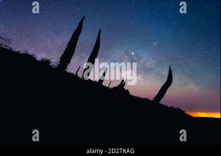 Spektakuläre Aussicht auf den Hang mit Silhouetten von Pflanzen wachsen auf Hintergrund des Sternenhimmels auf Teneriffa Stockfoto