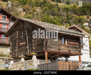 Safranernte und Verarbeitung in Mund, Naters, Schweiz Stockfoto