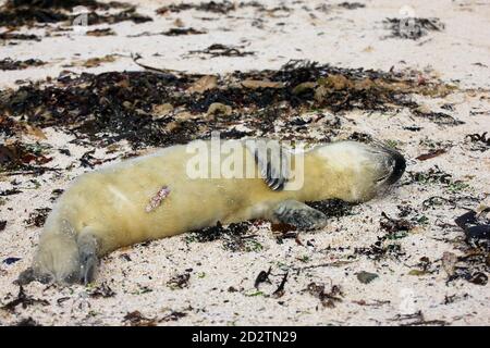 Neugeborener Graurobbenhund, mit Nabelschnur, der noch zu sehen ist, an einem Strand an der Westküste Schottlands Stockfoto