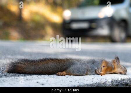 Ein totes Eichhörnchen liegt auf der Straße, wurde gerade von einem Auto getötet Stockfoto