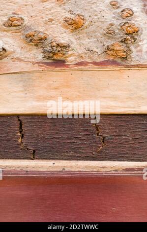 Nahaufnahme der Muster und Texturen in der Rinde Einer Birkenkirsche (Prunus serrula) Stockfoto