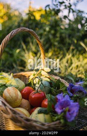 Weidenkorb mit frischer Ernte und Blumen auf Grün gelegt Rasen im Grünen bei Sonnenuntergang Stockfoto